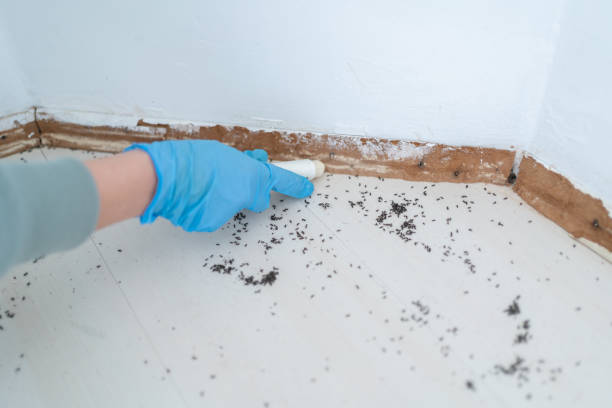 Best Rat Extermination Near Me  in St Joseph, IL
